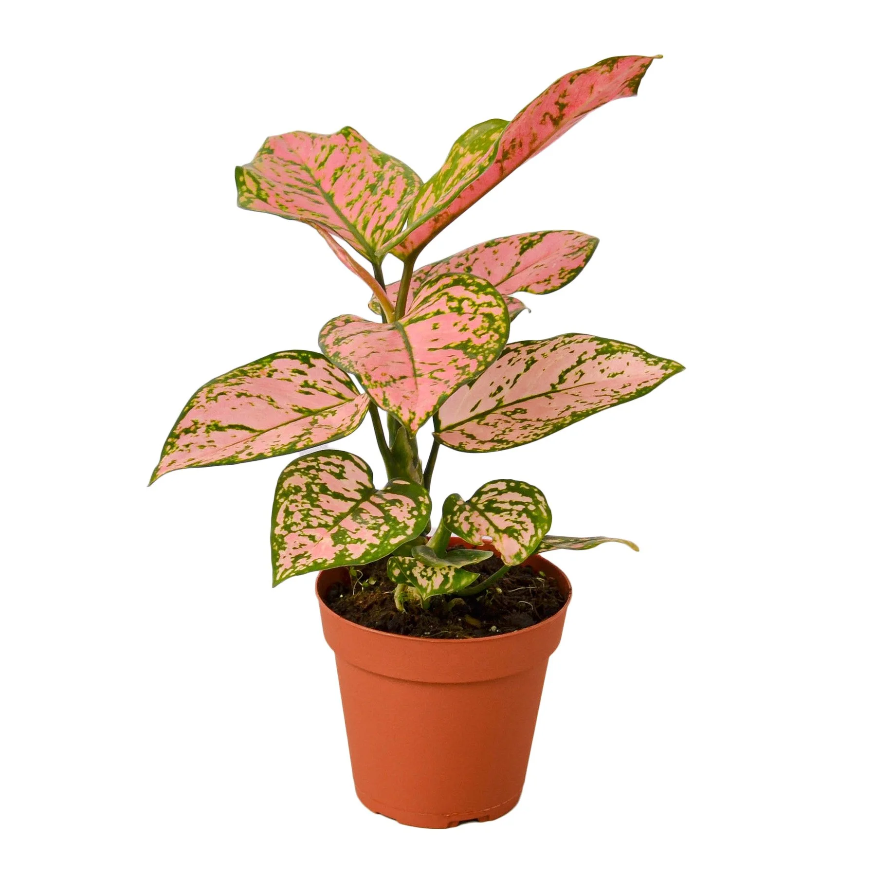 最終価格！ アクタス レヴァン2020  アクタスレヴァン2020 Aglaonema 'Lady Valentine' — Aloha Plant Life